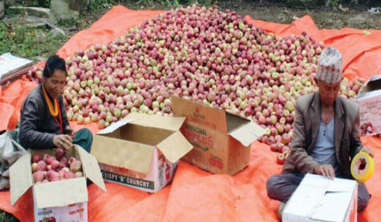 जुम्लाबाट बिक्यो तेत्तिस करोडको स्याउ