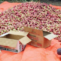 कामिरीताकाे नेतृत्वमा  सगरमाथाकाे पहिलो आरोहण सफल