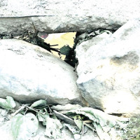 आर्मीलाई टी–२० क्रिकेट उपाधि