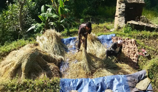 उस्कलोमै झुल्यो केदारी बासमति