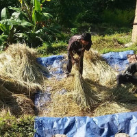 राउटेले गरे महायज्ञमा मधुस दान