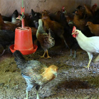 पौडी खेल्न गएका किशोर कर्णालीमा बेपत्ता
