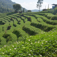 नेप्से परिसूचक १९ अङ्कले घट्यो