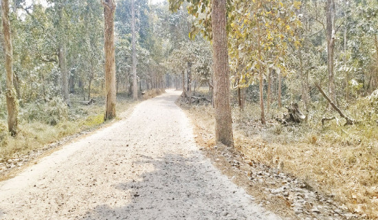 निकुञ्जभित्रको सडक वातावरणमैत्री बनाइने