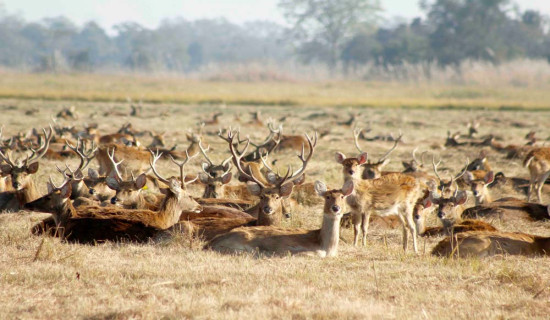 जङ्गल सफारी खुला