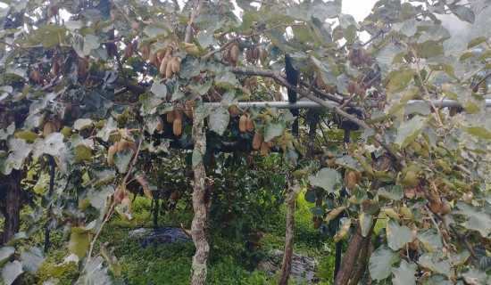किवी खेतीको पकेट क्षेत्र बन्दै बारपाक