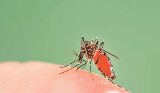 सचेतना र पूर्वतयारीले डेङ्गु सङ्क्रमण न्यून