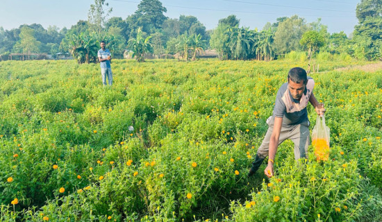 मधेसमा धमाधम मत परिणाम