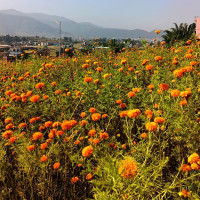 मतदाता बोकेको जीप दुर्घटना एकै गाउँका १४ जनाको मृत्यु