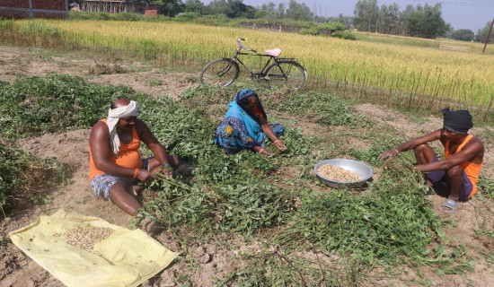 बदाम खेतीबाट आम्दानी गर्दै बाँकेका किसान