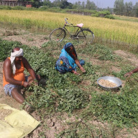 कमलले सजिएको ताल  (फोटो फिचर)
