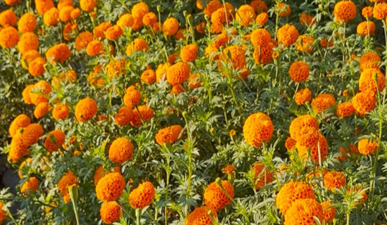 सामूहिक सयपत्री फूलखेतीमा महिला