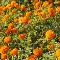 प्रभावकारी बन्दै राष्ट्रिय परिचयपत्र, वार्षिक चार अर्ब रुपियाँ बचत