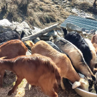 प्रभावकारी बन्दै राष्ट्रिय परिचयपत्र, वार्षिक चार अर्ब रुपियाँ बचत