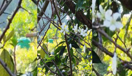 असोजमै फुल्यो ‘पलम’