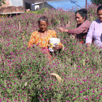 राष्ट्रपतिसमक्ष महालेखापरीक्षकको प्रतिवेदन पेस