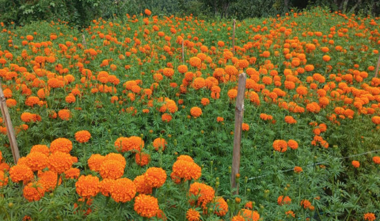 फूलखेतीबाट एक याममा पाँच लाखभन्दा बढी आम्दानी