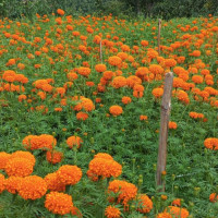 दास समुदायको पुर्ख्यौली पेशाा नै सङ्कटमा