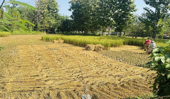 दस नेपालीको मृत्यु, एक बेपत्ता