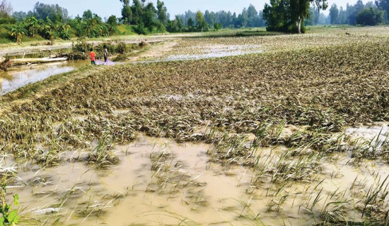 कृषिमा एक अर्बभन्दा बढीको क्षति