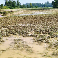 धनुषाका सात पालिका बाढीजन्य विपद्को उच्च जोखिममा