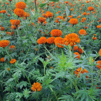“स्थानीय सरकारको अनुभूति दिलाएका छौँ” : लोप्साङ छोम्पेल