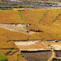 प्रत्येक प्रदेशमा एक हजार गाई र भैँसी पालन क्षमता