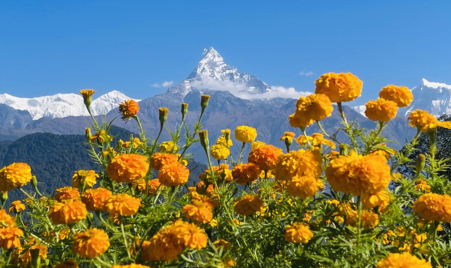 सयपत्री फूल र माछापुच्छ्रे हिमाल