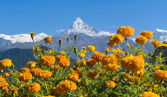 सयपत्री फूल र माछापुच्छ्रे हिमाल