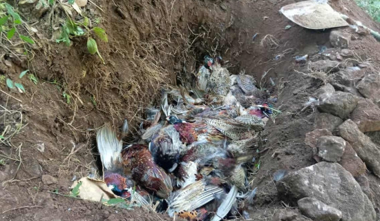 गाउँ झिलिमिली बनाउने काम तीव्र गतिमा हुँदै छ’