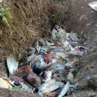 शालिग्रामको दोहन रोक्न शिलामै भगवानको नामाङ्कन