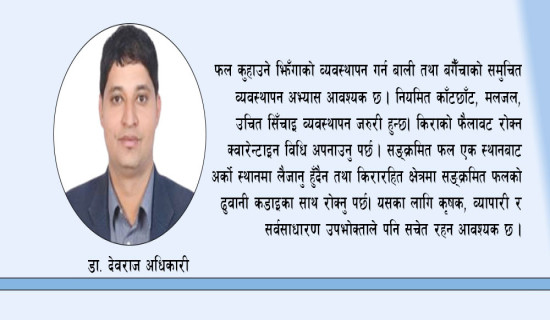 फल कुहाउने झिँगा व्यवस्थापन