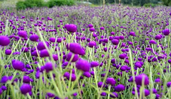 टाइब्रेकरमा ब्राजिललाई हराउँदै क्रोएसिया सेमिफाइनलमा