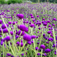 चिकित्सक हत्या प्रकरण : कोलकातामा प्रहरी प्रमुख बर्खास्त