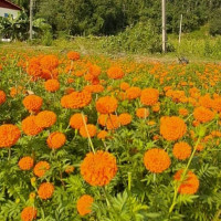 चिकित्सक हत्या प्रकरण : कोलकातामा प्रहरी प्रमुख बर्खास्त