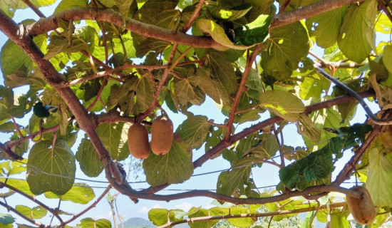 छिल्लीकोटमा फल्यो किवी