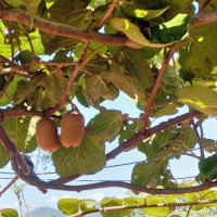 व्यासासनबाट कृष्ण दमाईंको सन्देश