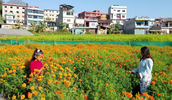 विद्यार्थीको फूल बगैंचा : तिहारमा धमाधम बिक्री