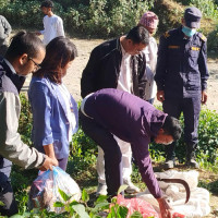 भारततर्फ लैजाँदै गरेको खुकुरी चुरोट बरामद