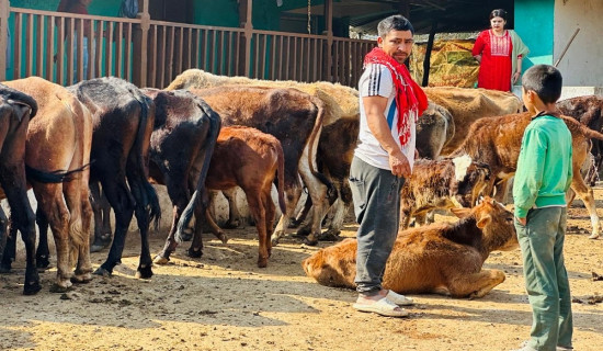 रेसुङ्गाधामको चौतारामा गौ पूजाको तयारी