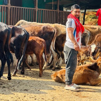 विदेशबाट फर्केर गाईपालनबाट आम्दानी गर्दै