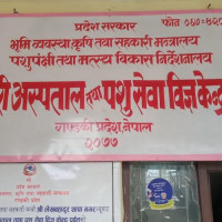 चवन्न प्रतिशत रोपाइँँ