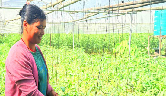 तरकारीखेतीबाट नौ लाख आम्दानी