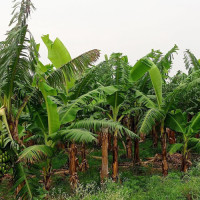औषधीमा जेनेरिक नाम अव्यावहारिक