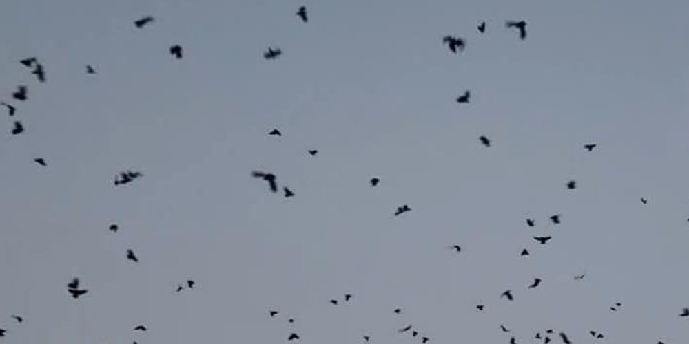 blog