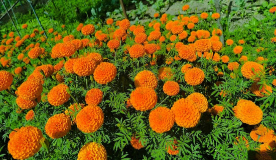 पाक्न लागेको धानमा ‘पोके’ र हावाहुरी