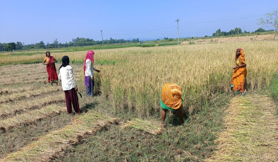 धान भित्र्याउन व्यस्त सप्तरीका किसान