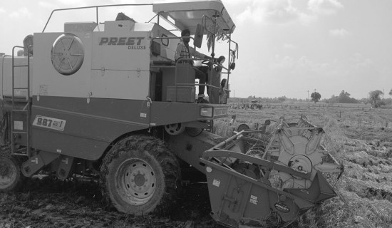 किसानलाई कामको चटारो