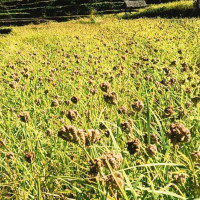बेनीघाट-आरुघाट-लार्के सडकको पाङसिङसम्म सडक सुचारु