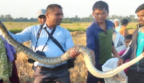 दुई अजिङ्गरको उद्धार
